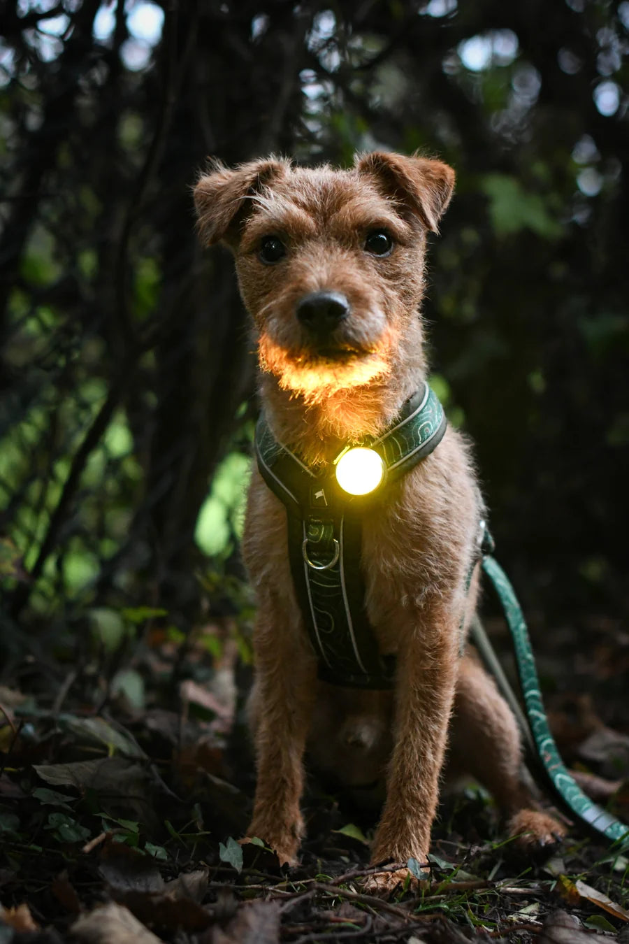 TrekBright® Dog Safety Light