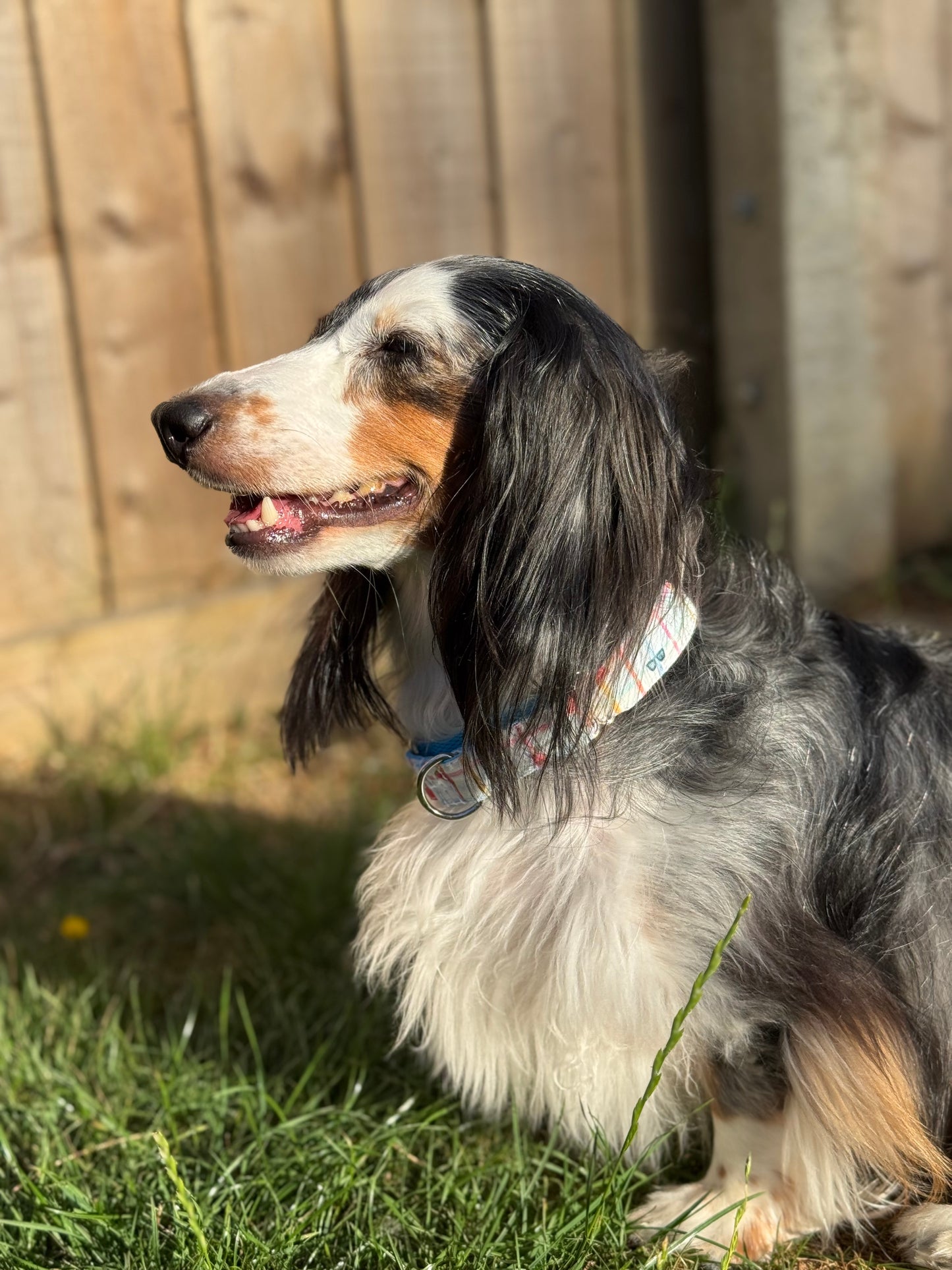 Summer Party - Bio-Canvas Collar