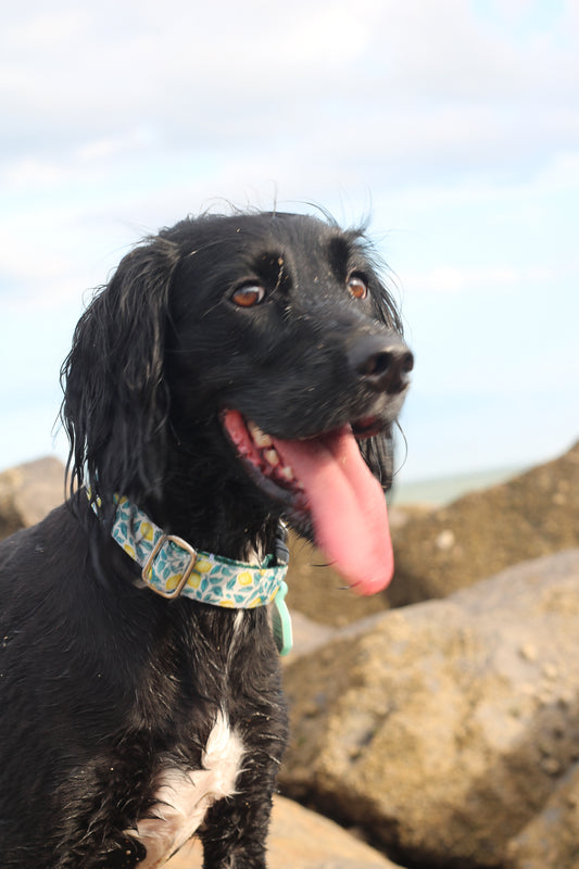Zesty Bio-Canvas Collar