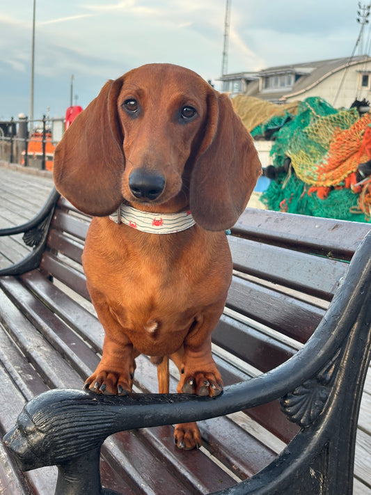Don’t Be Crabby - Bio-Canvas Collar