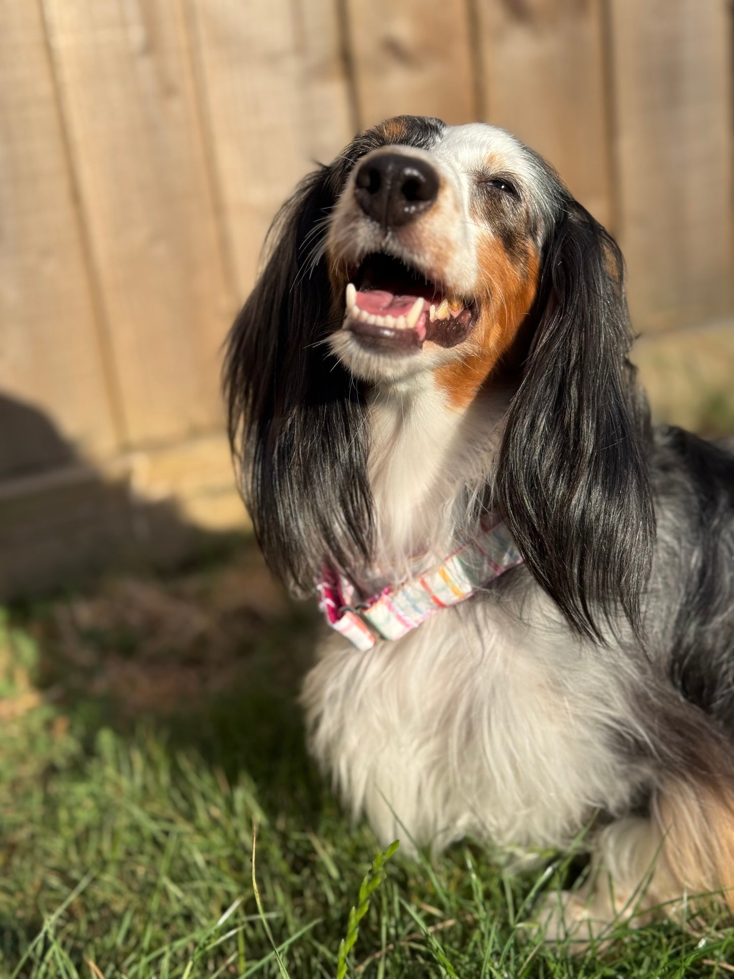 Picnic Check - Bio-Canvas Collar