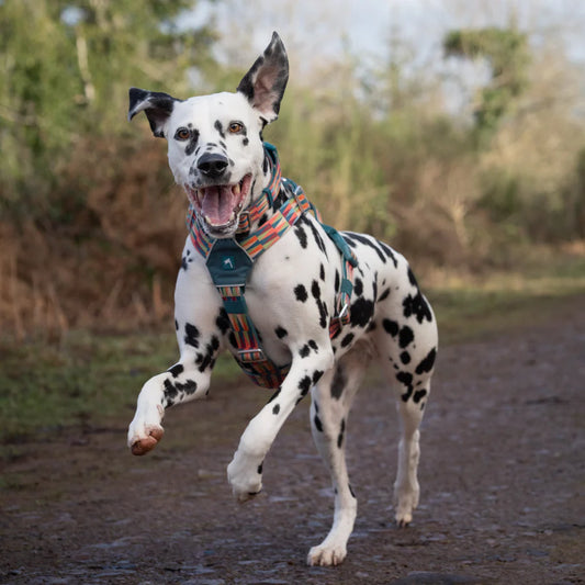Twiggy Tags Horizon Harness - Elixir