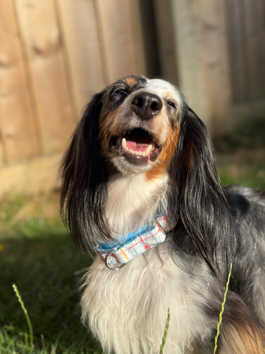 Summer Party - Bio-Canvas Collar